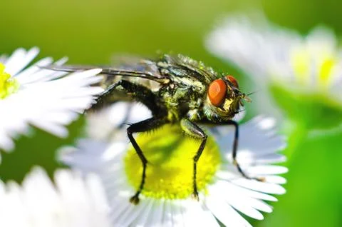 Fly on a flower Stock Photos