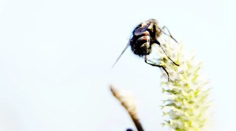 Fly on a flower Stock Photos