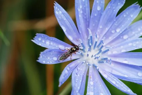 Fly On Flower Stock Photos