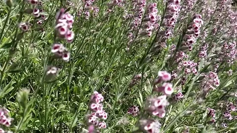 Fly on flowers Vidéo 240933534