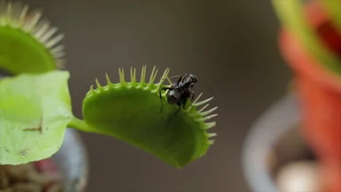 Fly in fly trap eaten by ant. Ant stealing food from carnivorous plant. Stockbeeldmateriaal 157454741