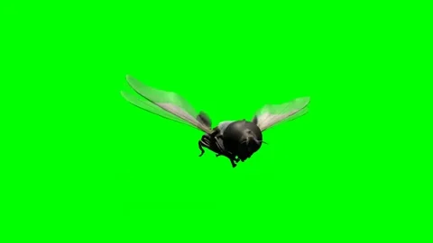 Fly Flying on Green Screen 04 Stock-Footage 223801526