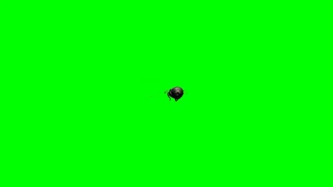 Fly Flying on Green Screen 06 Stock Footage 223801557