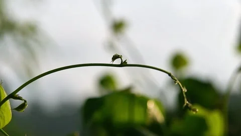 A fly is flying over the vine. Stock Footage 320316253