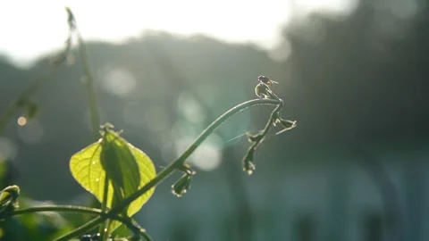 A fly is flying over the vine Stock Footage 320316424