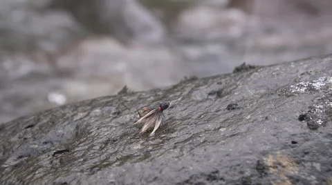 Fly flying off rock Stock Footage 65061741