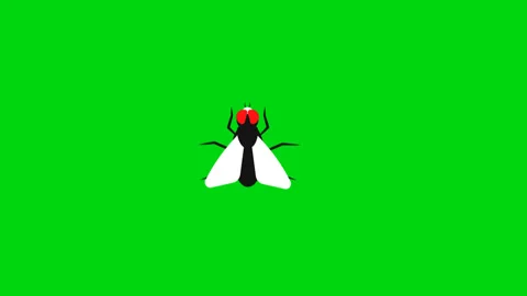 Fly flyng animation in green background Stock Footage 317767068