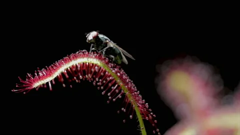 Fly in flytrap sundew plant  Video stock 219977710
