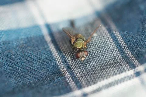Fly Focus Stack Stock Photos