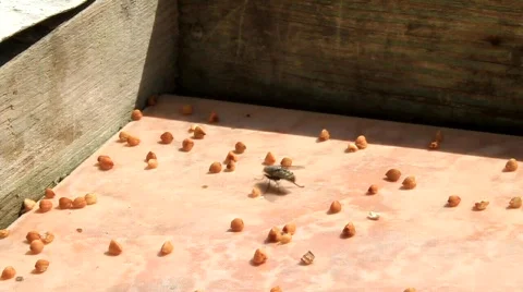 Fly Stock Footage 546482