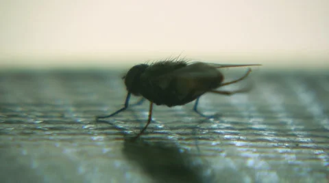 Fly Video stock 5270359