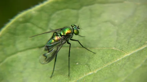 Fly Stock Footage 5297146