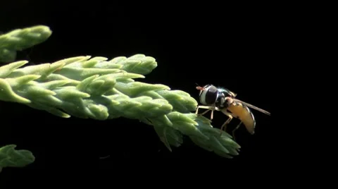 Fly Video stock 8550170