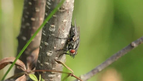 Fly Video stock 8601714