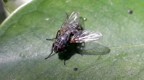 Fly Video stock 10718330