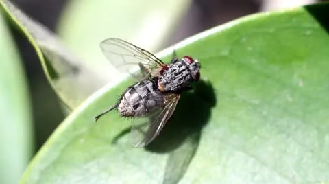 Fly 스톡 동영상 10718352