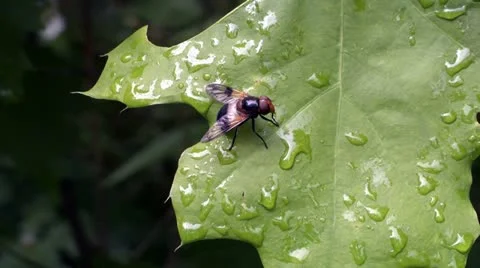 Fly Stock Footage 18134484