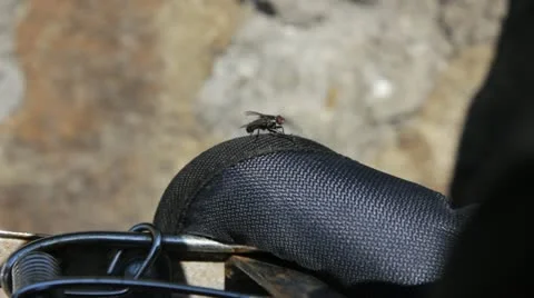 Fly Stock Footage 18196315