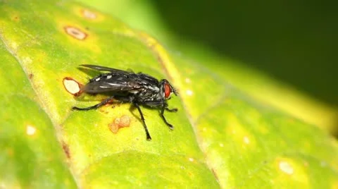 Fly Stock Footage 24672323