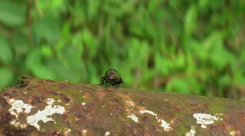 The Fly Stock-Footage 24821029