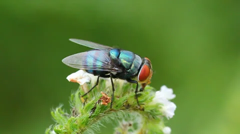 Fly Video stock 25593564