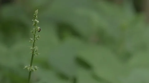 The fly Video stock 28500658