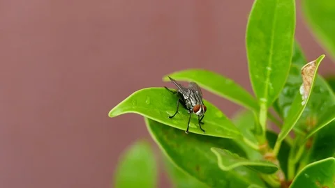 Fly Stock Footage 77480101