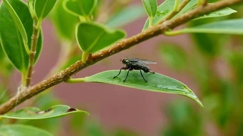 Fly Stock Footage 77481059