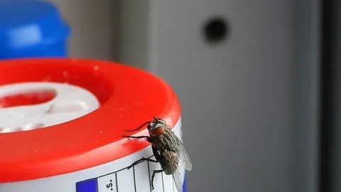 Fly Stock Footage 97393847