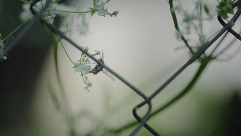 Fly 스톡 동영상 108655550