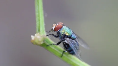 Fly Video stock 108881495