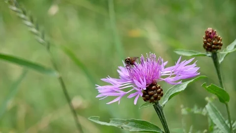 Fly Video stock 117335851