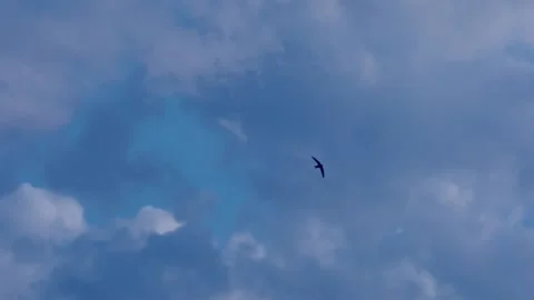 Fly Stock Footage 131207288