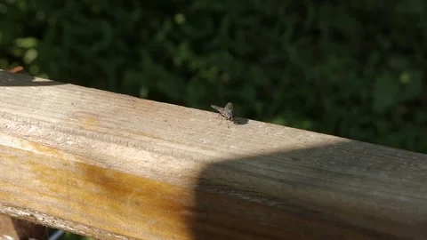 Fly Stock Footage 136550221