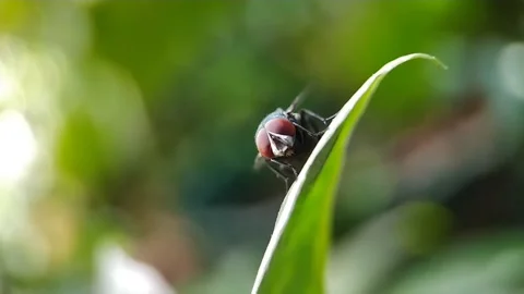 Fly Stock Footage 213613118