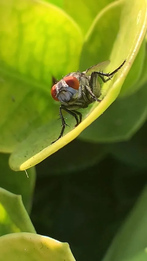FLY Stock Footage 218882205