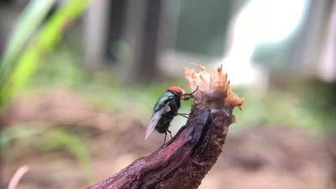 FLY Stock Footage 221454016