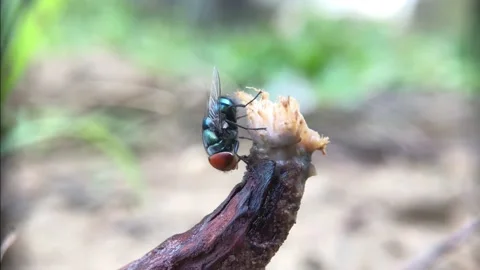 FLY Stock Footage 221454051