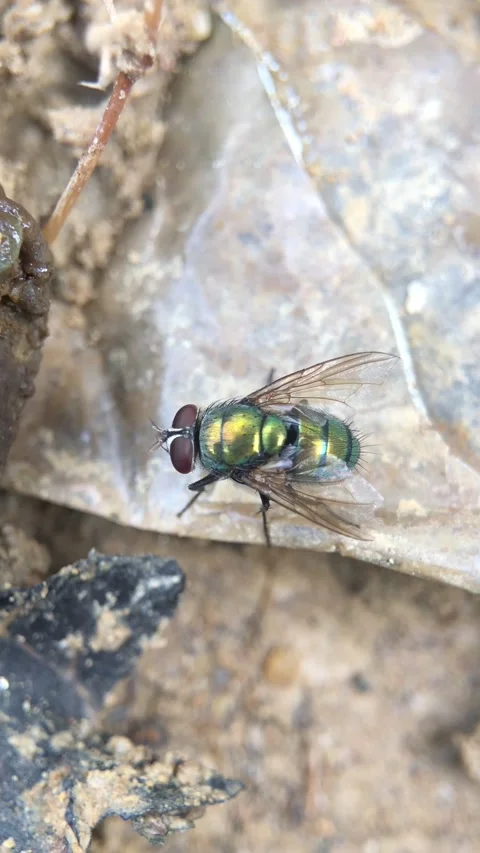 FLY Stock Footage 221454086