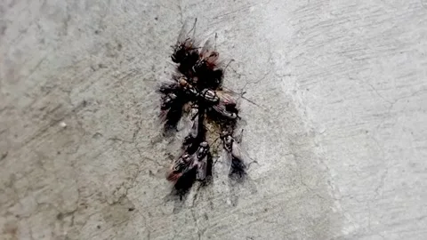 Fly Stock Footage 228995044