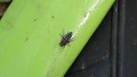 Fly Stock Footage 237358896