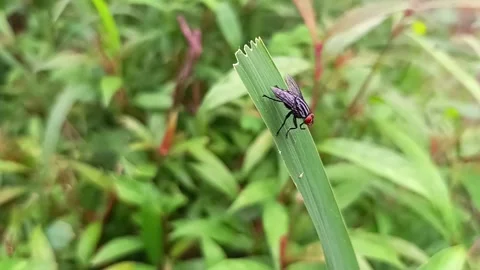 Fly Stock Footage 240799976