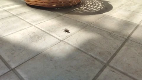 Fly Stock Footage 250924644