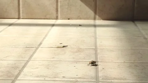 Fly Stock Footage 251174120