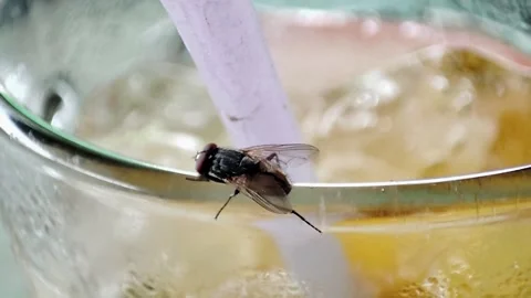 Fly Stock Footage 280152417