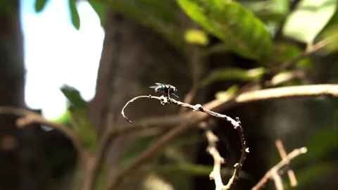 Fly 動画素材 292658419