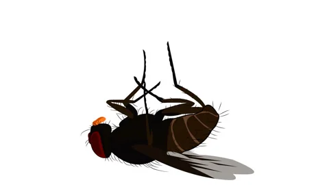 Fly Stock Footage 329778886