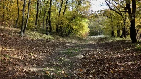 Fly in a forest Vídeo Stock 82309519