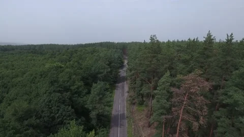 Fly up in forest on road between a pine trees Before war in Ukraine near Stock Footage 238916150