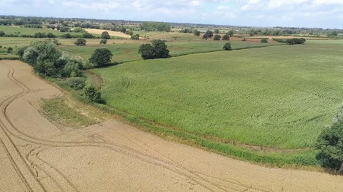 Fly forward. Cornfield with strong winds. Agricultural landscape. Video stock 93073802